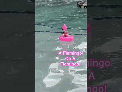 Revue the Burlesque Flamingo floats on! #shorts #flamingo