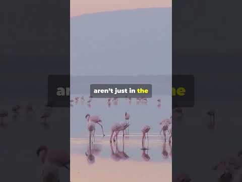 Vegas Secrets Exposed: What Happens in Vegas Doesn't Stay! #Las Vegas #Travel #Sin City