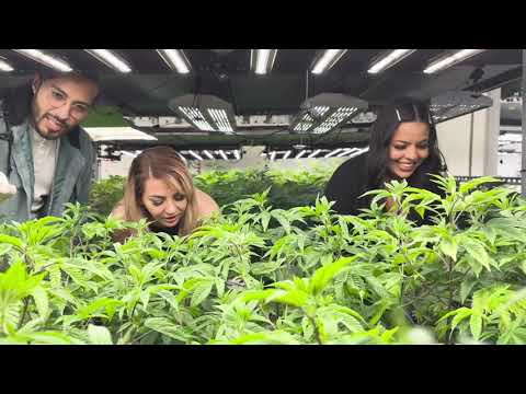 Get a sneak peek of a Las Vegas Cannabis Tour