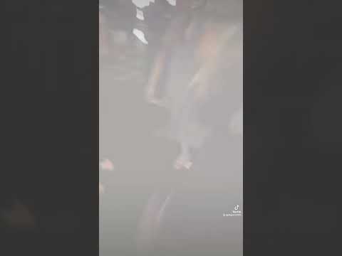 Our Joint bachelor Party 🥳  #bachlorette #bacheloretteparty #lasvegas