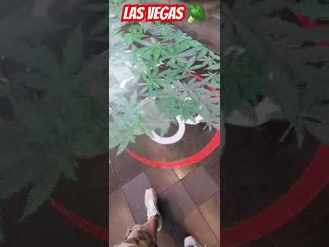 Biggest weed dispensary PLANET 13🪴🌱🌵🌱🍀🌱