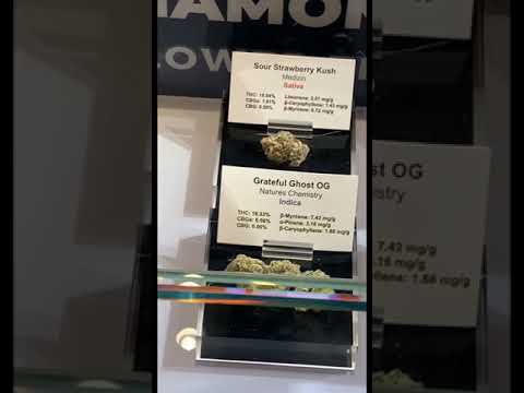 Planet 13 🤩 Largest dispensary in the World #shorts