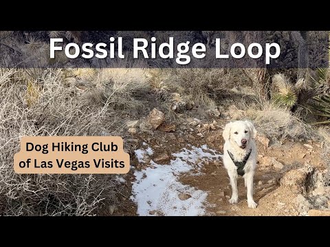 Dog Hiking Club of Las Vegas Visits Fossil Ridge Loop
