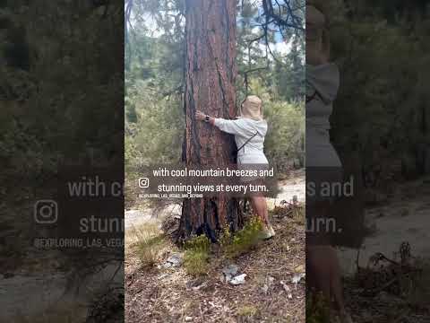 Hiking at Mack’s Canyon /Mt Charleston/Las Vegas Camping