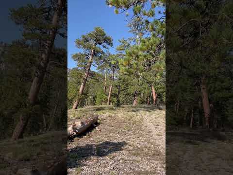 Las Vegas Camping 🏕️Mt Charleston