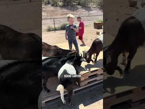 Las Vegas Grand Canyon Glamping Dude Ranch West Rim Luxury Experience Affordable Family Fun Tours